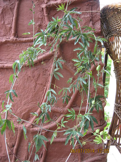 Picture 2224 - Passiflora caerulea