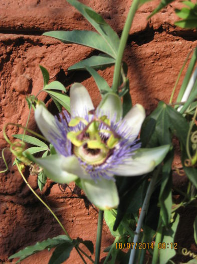 Picture 2259 - Passiflora caerulea