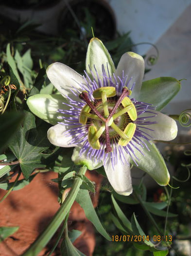 Picture 2261 - Passiflora caerulea