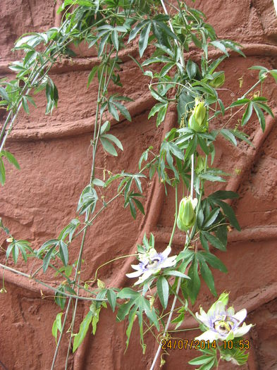 Picture 2297 - Passiflora caerulea