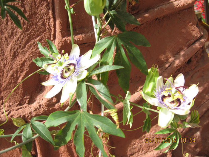 Picture 2298 - Passiflora caerulea