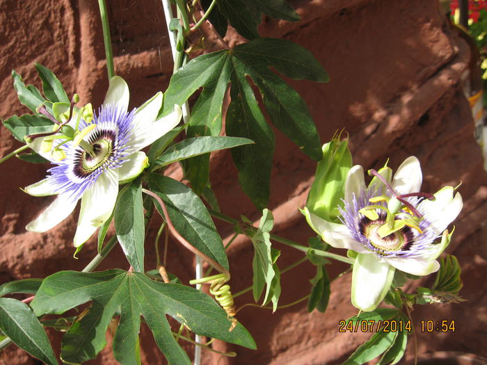 Picture 2299 - Passiflora caerulea