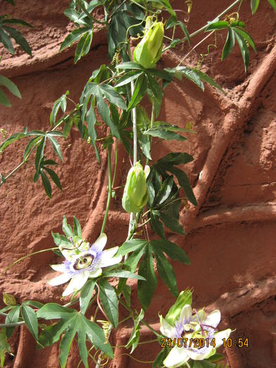 Picture 2300 - Passiflora caerulea