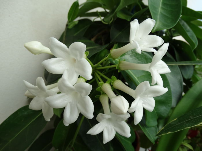 DSC00927 - Stephanotis flotibunda