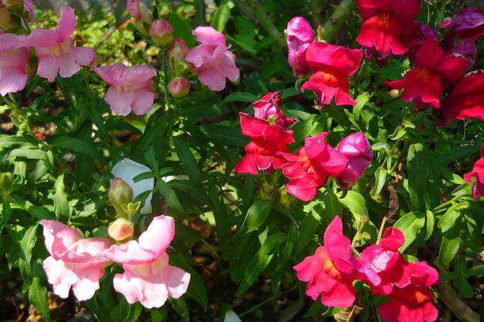 P1030284 - flori 2014