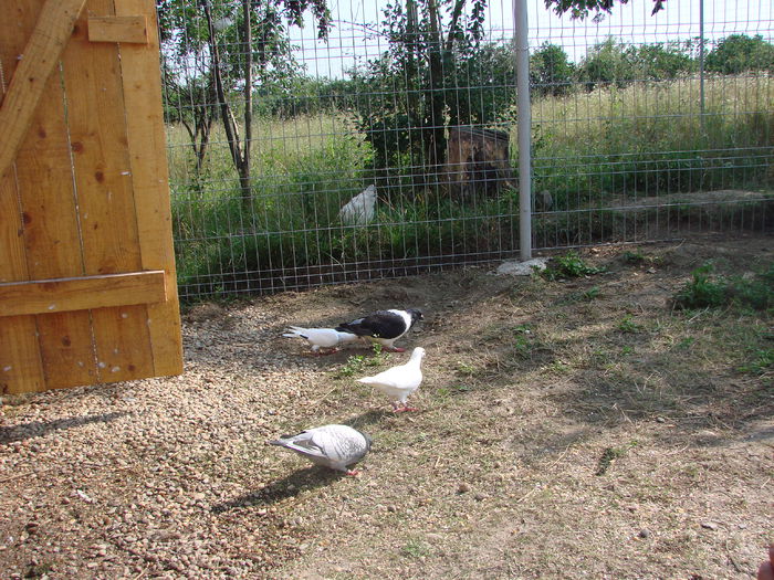 DSC02909 - voliera mea
