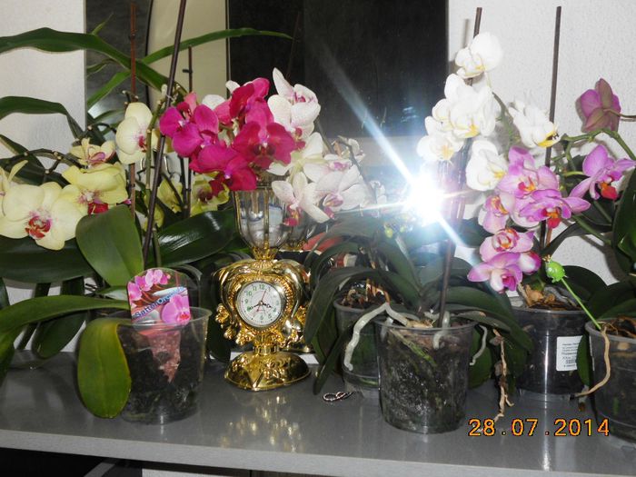 DSCN5859 - Orhidee 2011-2012-2013-2014-2015-2016