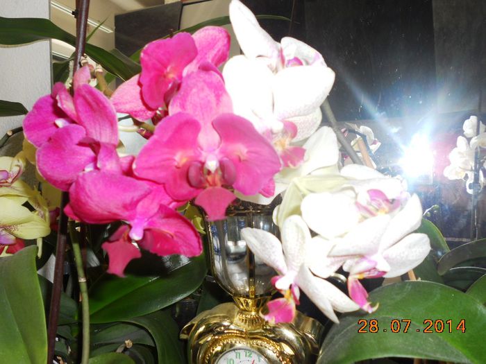 DSCN5861 - Orhidee 2011-2012-2013-2014-2015-2016