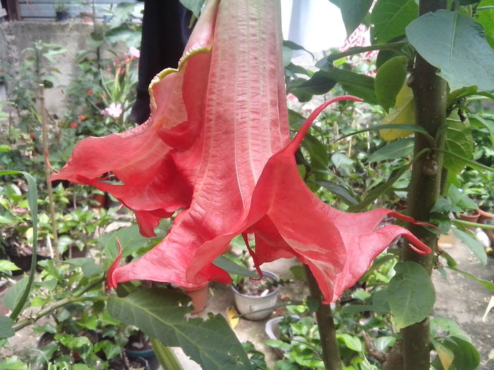 face 3 feluri de flori-pink perfection - brugmansii-daturi-iochrome-2015