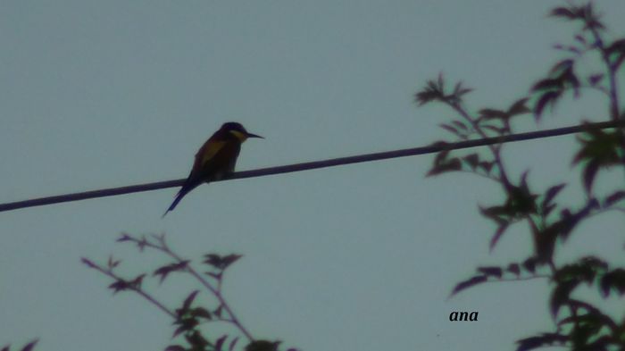 inca mai vine prin gradina - prigoria in vizita prin gradina