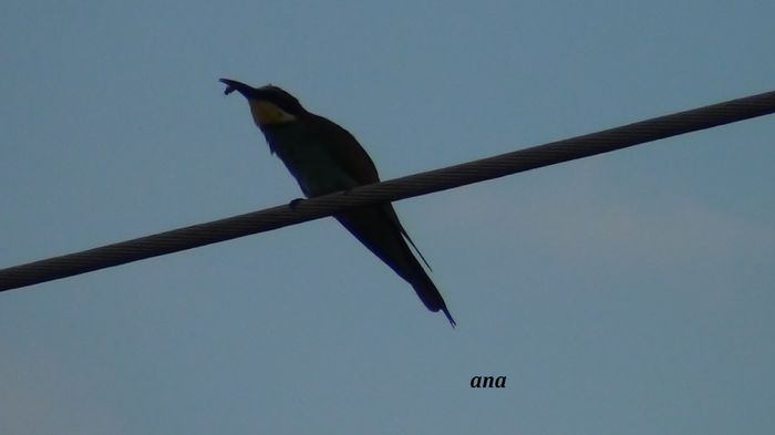 ia micul dejun - prigoria in vizita prin gradina