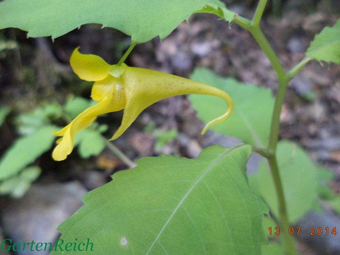 Impatiens noli-tangere/Grosses Springkraut/Slabanogul