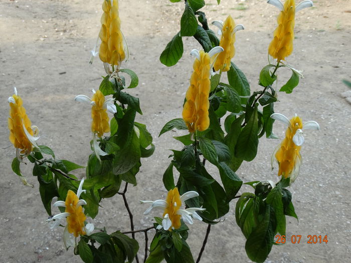 DSC06178
