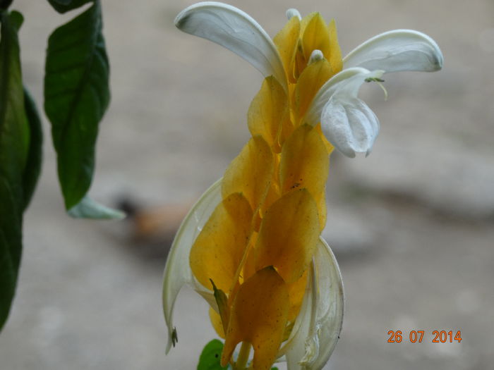 DSC06177