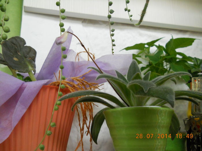 006 - IULIE 2014