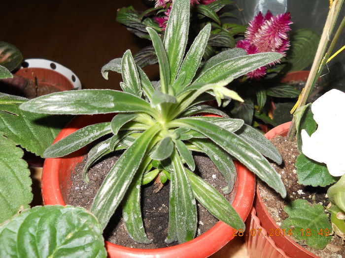 bobocel chirita Linearia