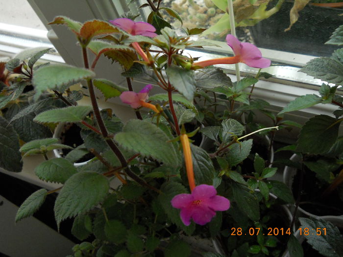 019 - IULIE 2014