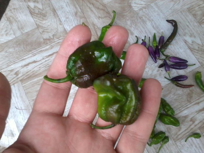 Rupti de grindina 2014-07-28 18.32.55 - Ardei iuti 2014