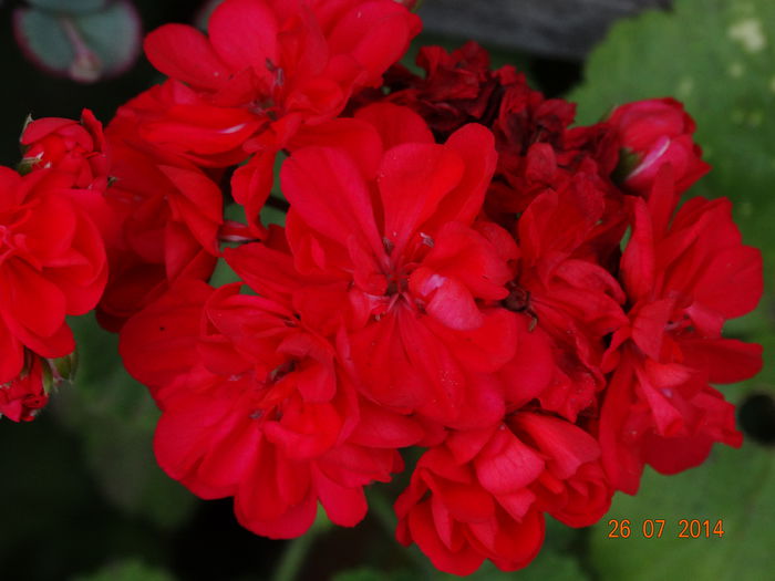 DSC06183
