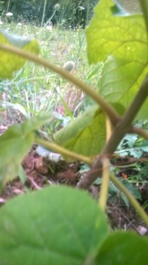 WP_20140727_049