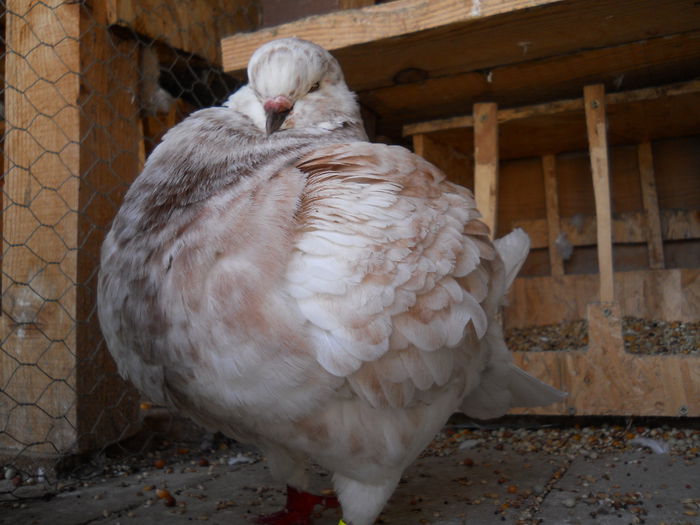 Femela matca 26.07.14 - 2 Porumbeii King