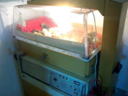 96887878_TJRXVWJ - 3- Pui de gaina