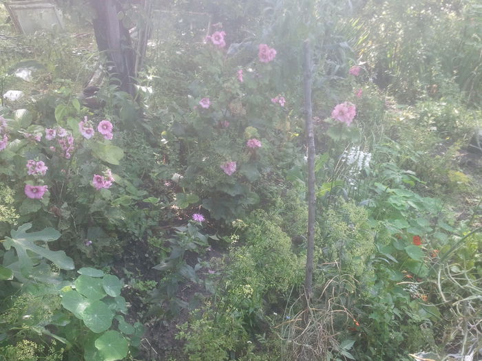 2014-07-10 10.25.30 - gradina mea de flori