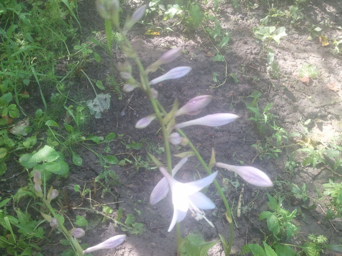 2014-07-10 10.26.26 - hosta