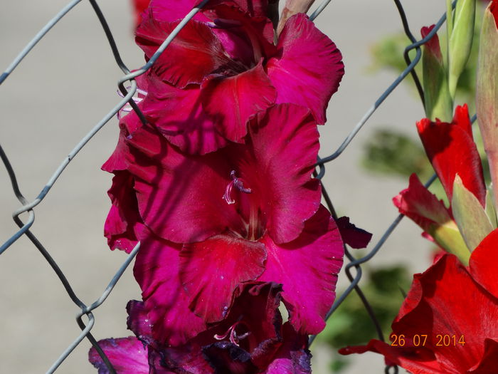 DSC06119 - Gladiole 2014