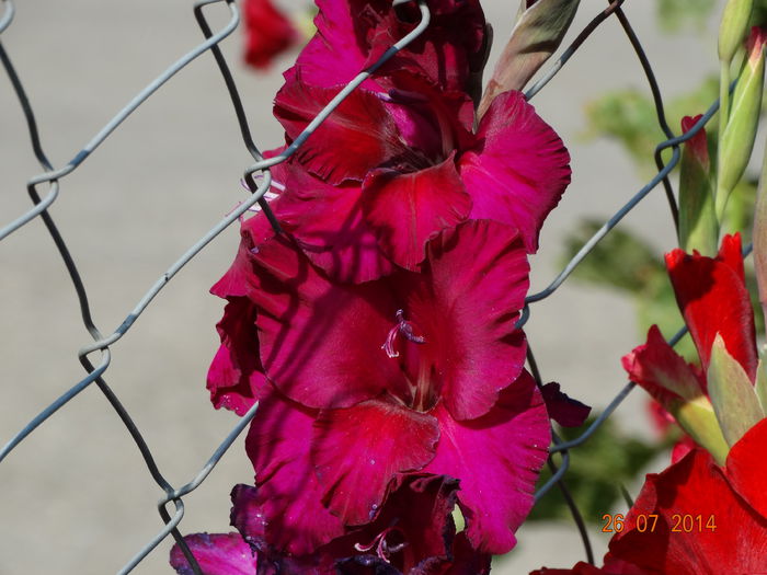 DSC06117 - Gladiole 2014