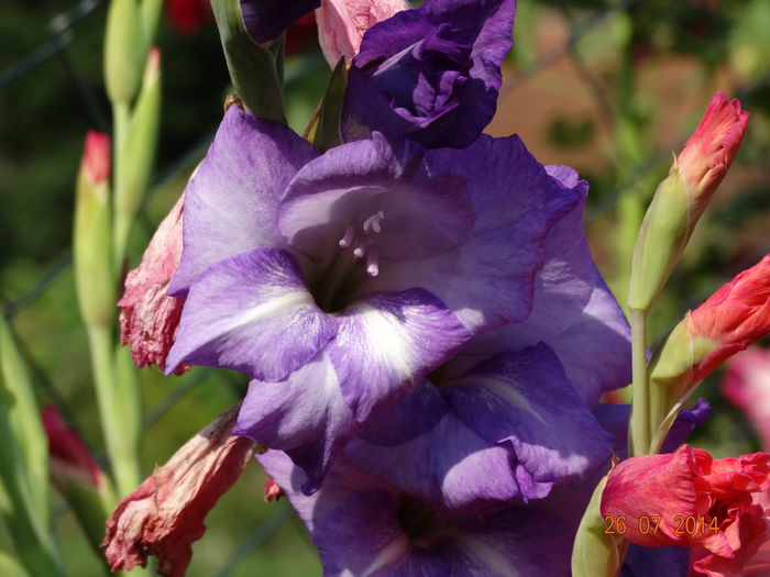 DSC06115 - Gladiole 2014