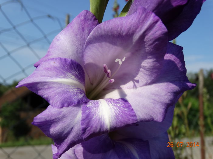 DSC06087 - Gladiole 2014