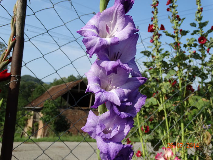 DSC06088 - Gladiole 2014