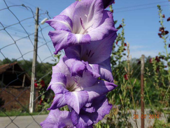 DSC06086 - Gladiole 2014