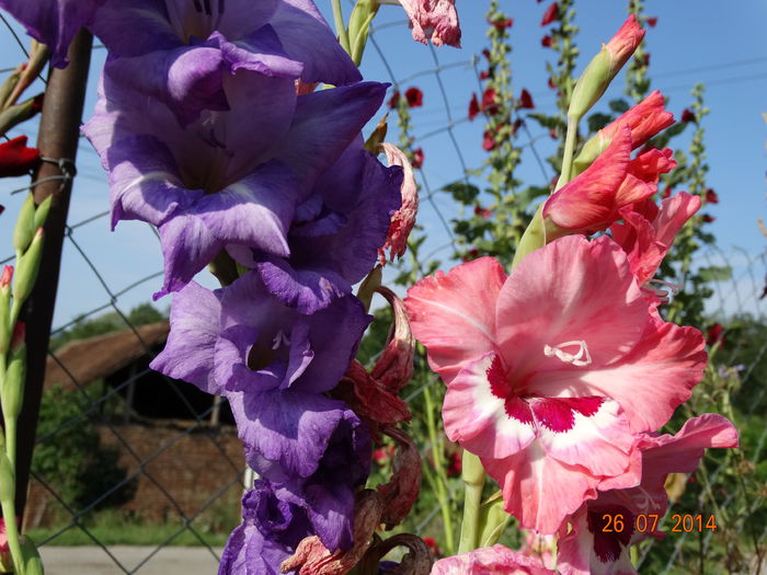 DSC06085 - Gladiole 2014