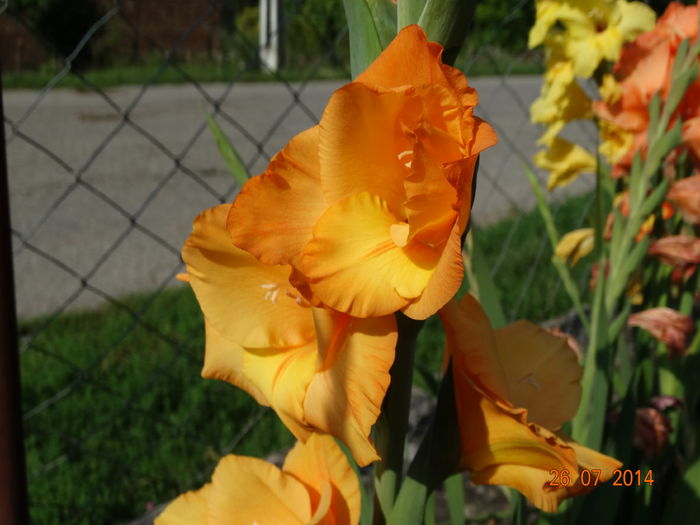 DSC06105 - Gladiole 2014