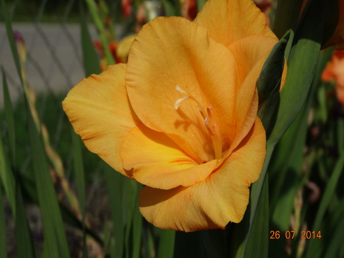 DSC06097 - Gladiole 2014