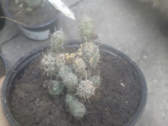 2014-07-12 07.30.19 - cactusi