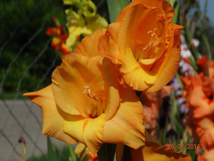 DSC06098 - Gladiole 2014