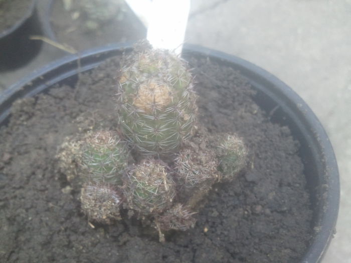 2014-07-12 07.30.48 - cactusi