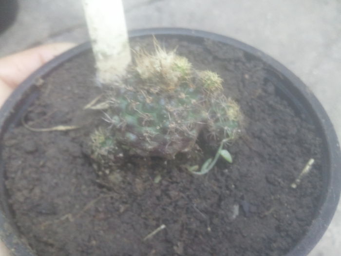 2014-07-12 07.31.58 - cactusi