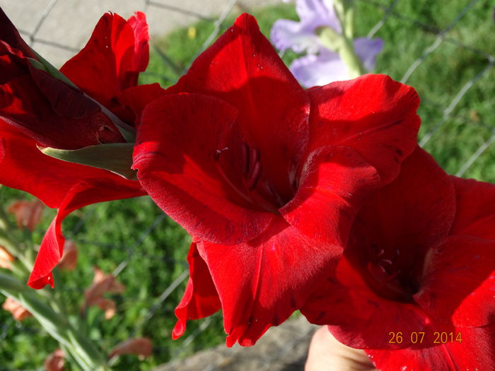 DSC06111 - Gladiole 2014