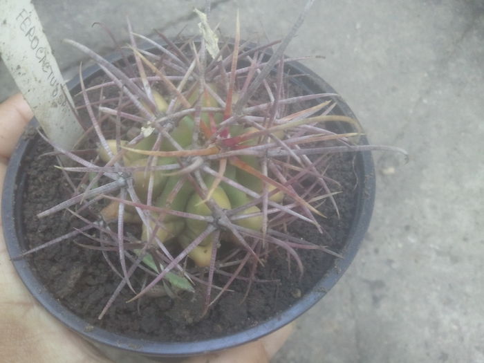 2014-07-12 07.32.07 - cactusi