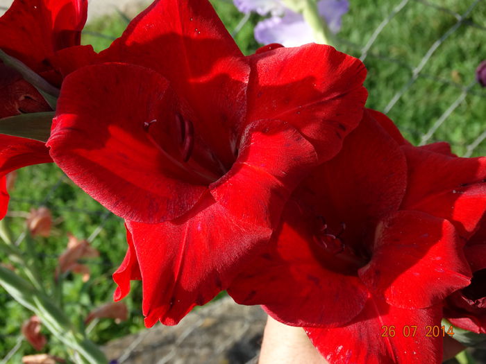 DSC06110 - Gladiole 2014