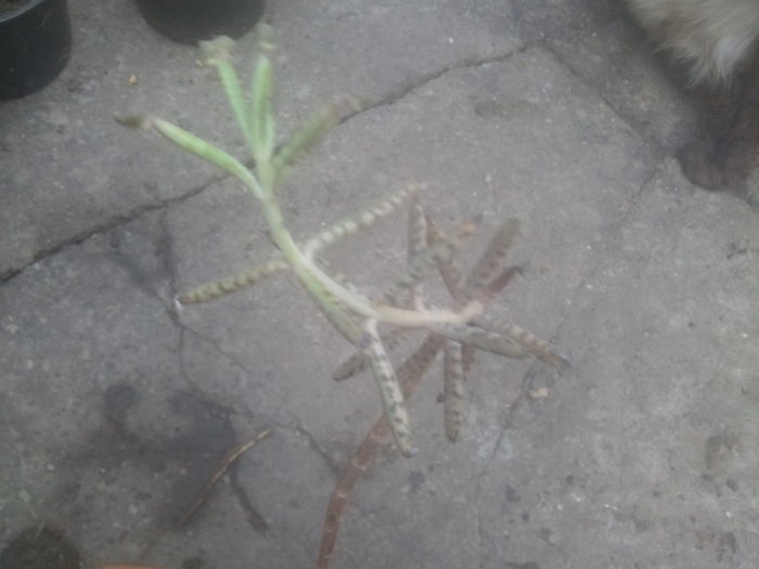 2014-07-12 07.32.21 - cactusi