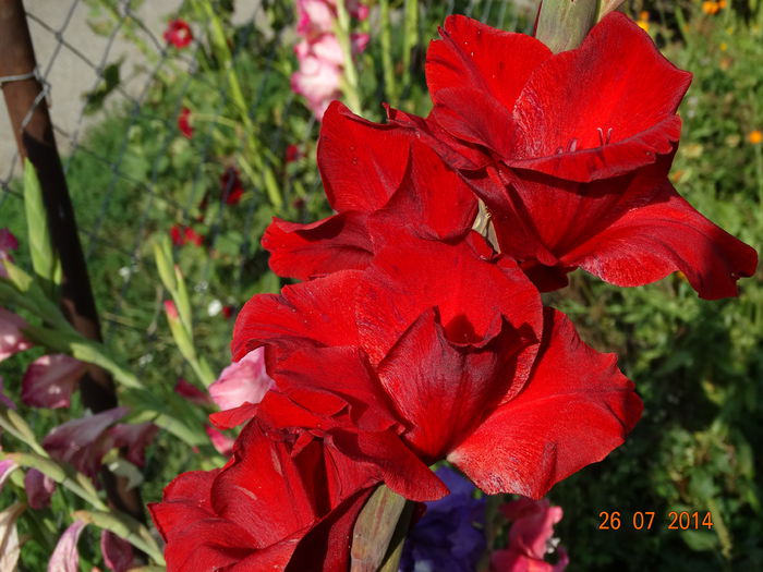 DSC06109