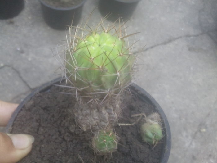 2014-07-12 07.32.41 - cactusi