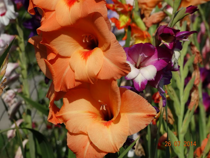 DSC06103 - Gladiole 2014