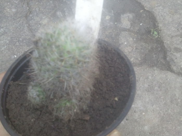 2014-07-12 07.34.10 - cactusi