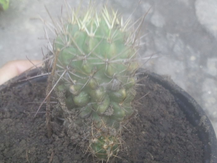 2014-07-12 07.34.37 - cactusi